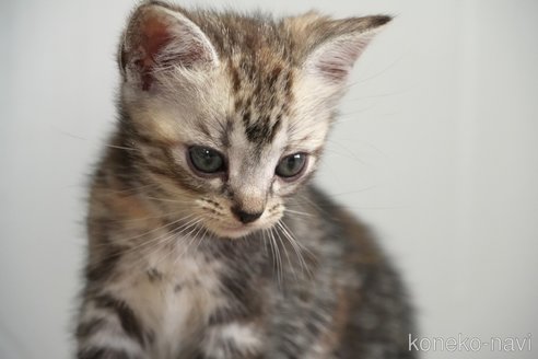販売中の埼玉県のアメリカンショートヘア-116375の8枚目