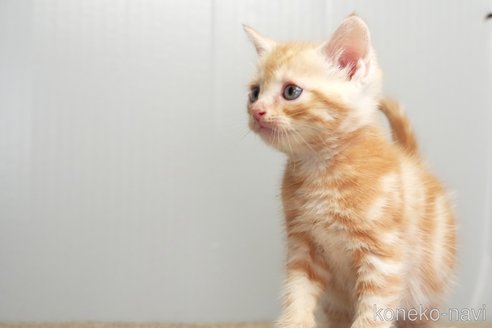 販売中の埼玉県のアメリカンショートヘア-116370の7枚目