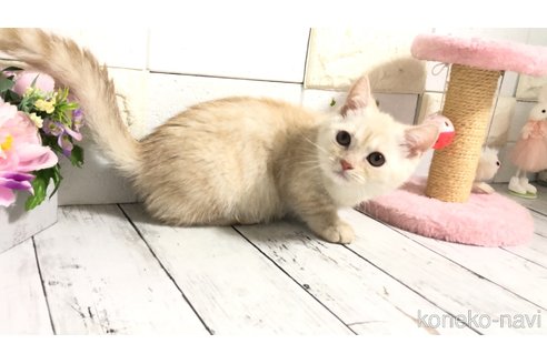 販売中の埼玉県のマンチカン(短足)-110892の4枚目