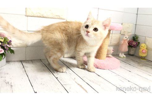 販売中の埼玉県のマンチカン-110893の4枚目