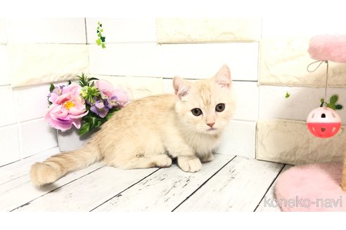 販売中の埼玉県のマンチカン-110894の8枚目