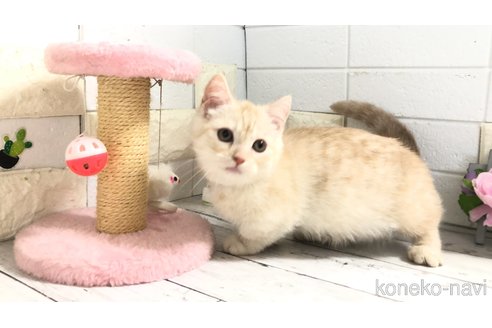 販売中の埼玉県のマンチカン-110894の9枚目