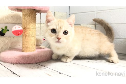 販売中の埼玉県のマンチカン-110894の10枚目