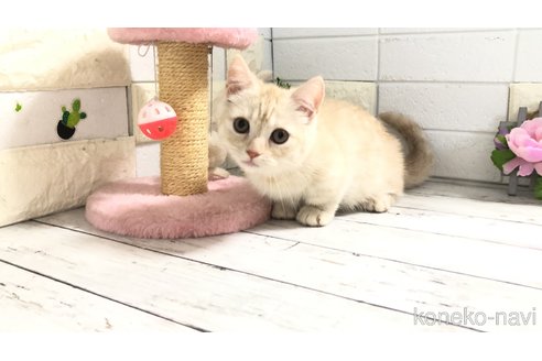 販売中の埼玉県のマンチカン-110894の3枚目