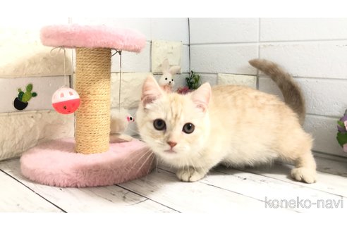 販売中の埼玉県のマンチカン-110894の4枚目