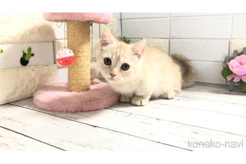 販売中の埼玉県のマンチカン-110894の6枚目