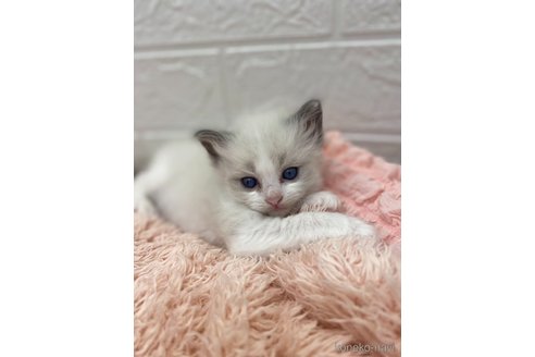 販売中の埼玉県のラグドール-117135の2枚目