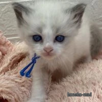 販売中の埼玉県のラグドール-117135の1枚目