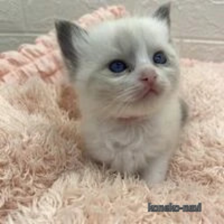 販売中の埼玉県のラグドール-117136の2枚目