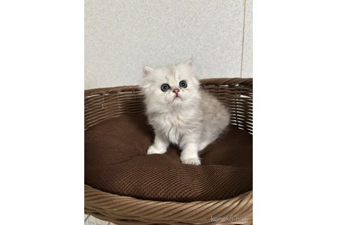 販売中の福岡県のペルシャ(チンチラ)-117138の1枚目