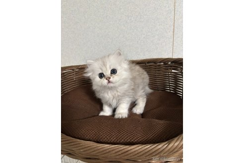 販売中の福岡県のペルシャ(チンチラ)-117138の2枚目