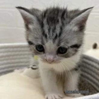 販売中の埼玉県のスコティッシュフォールド-117139の1枚目