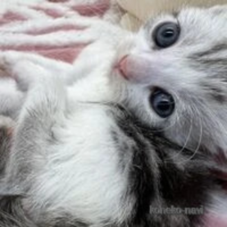 販売中の埼玉県のスコティッシュフォールド-117140