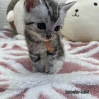 販売中の埼玉県のスコティッシュフォールド-117141
