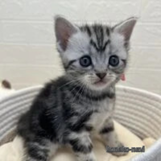 販売中の埼玉県のスコティッシュフォールド-117143