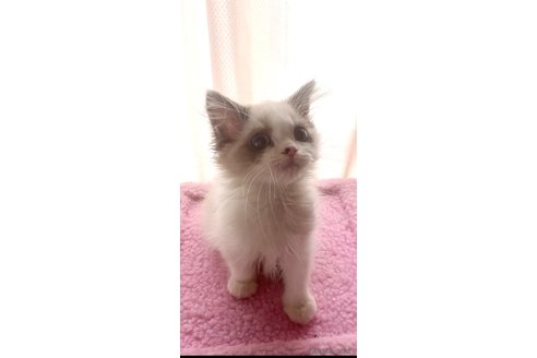 販売中の埼玉県のラグドール-117144の4枚目