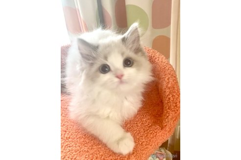 販売中の埼玉県のラグドール-117145の2枚目
