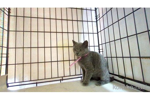 販売中の茨城県のブリティッシュショートヘア-114311の2枚目