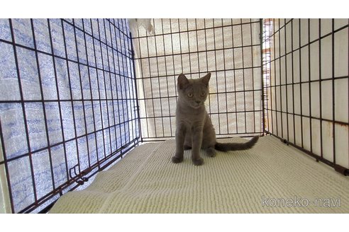 販売中の茨城県のブリティッシュショートヘア-117147の1枚目