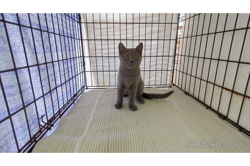 販売中の茨城県のブリティッシュショートヘア-117147の6枚目