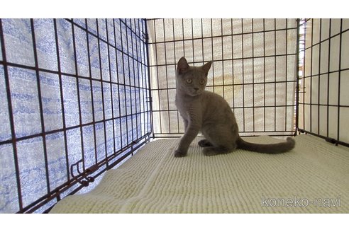 販売中の茨城県のブリティッシュショートヘア-117147の5枚目