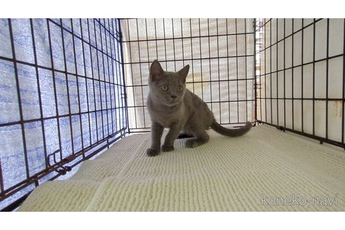 販売中の茨城県のブリティッシュショートヘア-117147の4枚目