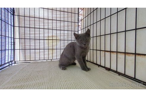 販売中の茨城県のブリティッシュショートヘア-117147の3枚目
