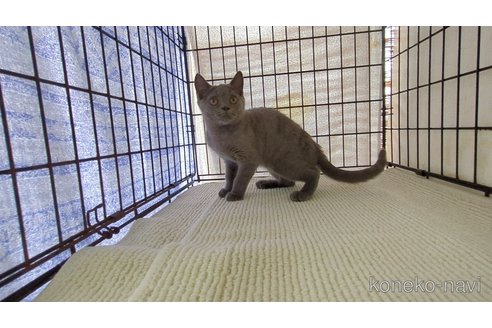 販売中の茨城県のブリティッシュショートヘア-117147の2枚目