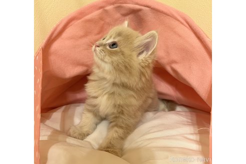 成約済の愛知県のマンチカン-117081の5枚目