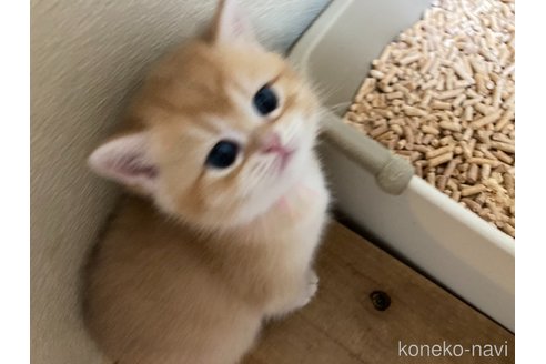 販売中の三重県のブリティッシュショートヘア-117150の2枚目
