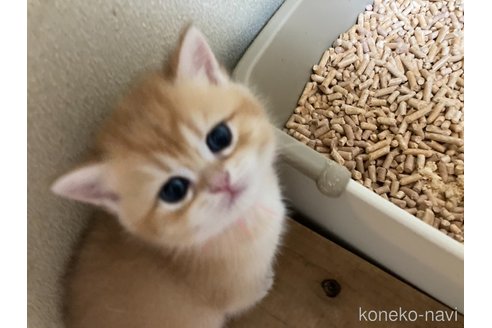 販売中の三重県のブリティッシュショートヘア-117150の3枚目