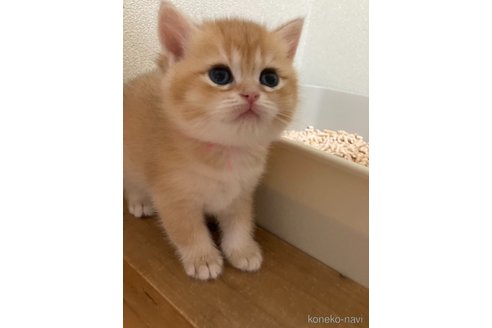 販売中の三重県のブリティッシュショートヘア-117150の4枚目