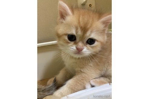 販売中の三重県のブリティッシュショートヘア-117151の5枚目