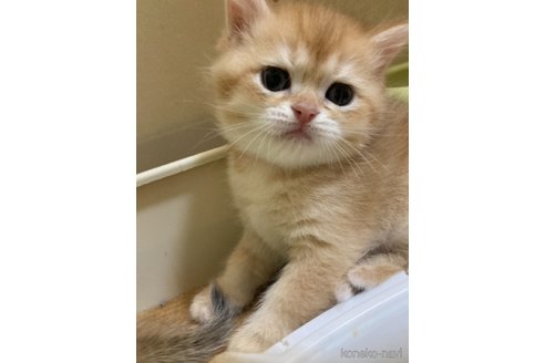 販売中の三重県のブリティッシュショートヘア-117151の3枚目