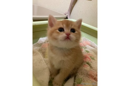 販売中の三重県のブリティッシュショートヘア-117154の7枚目
