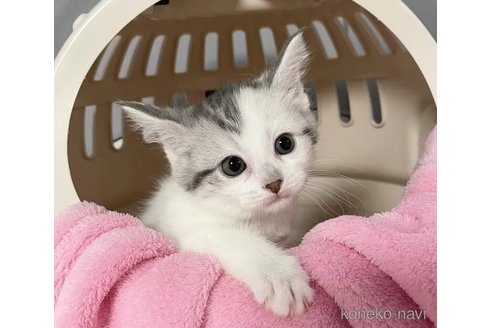販売中の埼玉県のマンチカン-117161の2枚目