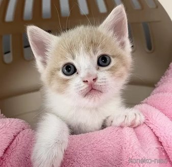 販売中の埼玉県のマンチカン-117167の1枚目