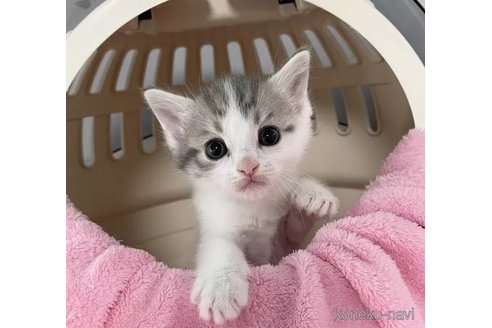 販売中の埼玉県のマンチカン-117168の3枚目