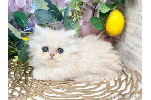 販売中の埼玉県のミヌエット(短足)-117170の4枚目