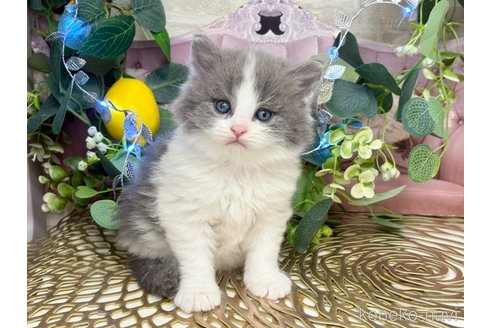 販売中の埼玉県のサイベリアン-117172の4枚目