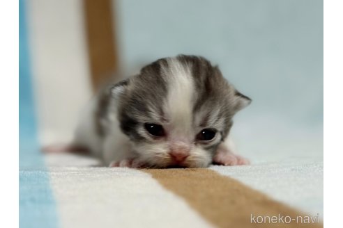 販売中の東京都のスコティッシュフォールド-117176の7枚目