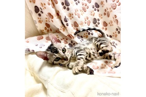 販売中の静岡県のベンガル-111760の22枚目
