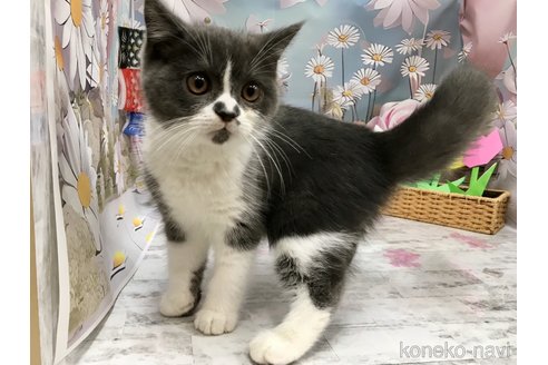 成約済の神奈川県のブリティッシュショートヘア-110264の2枚目