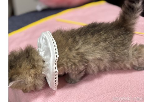 販売中の愛知県のミヌエット-116613の2枚目