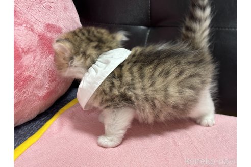 販売中の愛知県のミヌエット-116612の2枚目