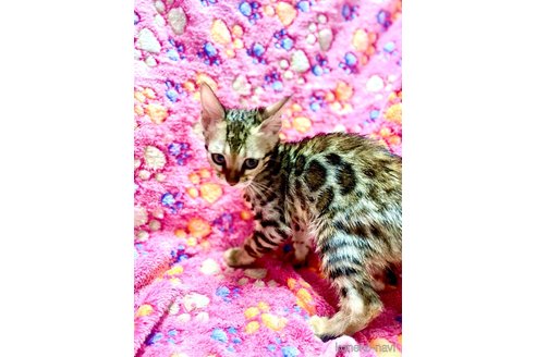 販売中の東京都のベンガル-113177の22枚目