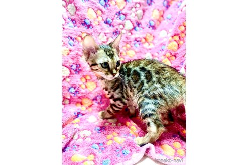 販売中の東京都のベンガル-113177の18枚目