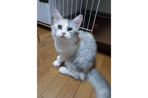 販売中の大阪府のマンチカン-110239の6枚目