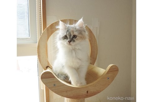販売中の福岡県のマンチカン-112723の6枚目