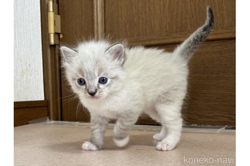 商談中の千葉県のラグドール-115273の3枚目
